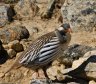 nepal-9338.jpg - 